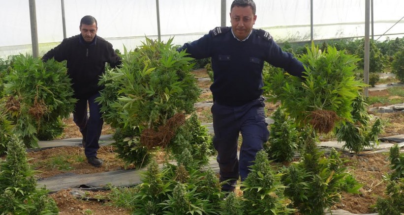 الشرطة الفلسطينية تضبط مشتلاً لزراعة المخدرات في الخليل