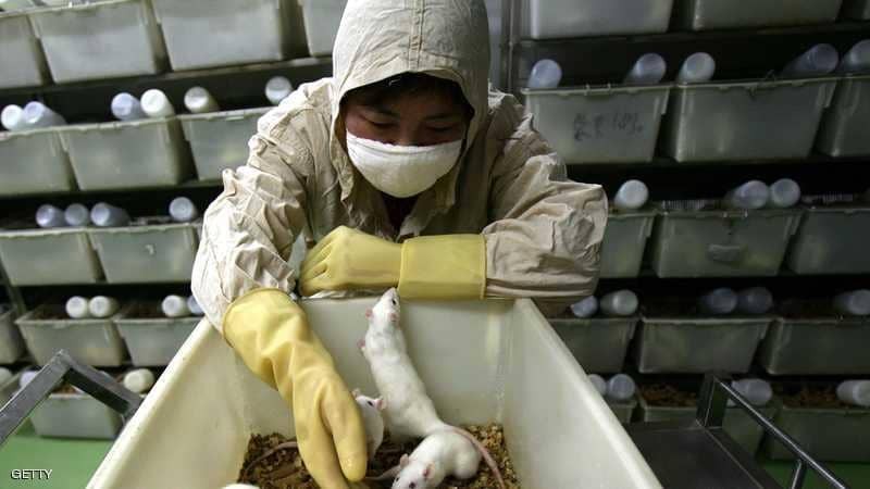 العالم يسجل أول عدوى تنتقل من الجرذان إلى البشر