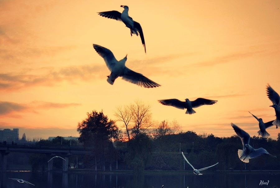 الدعاء والتضرع في ظلمة السجون