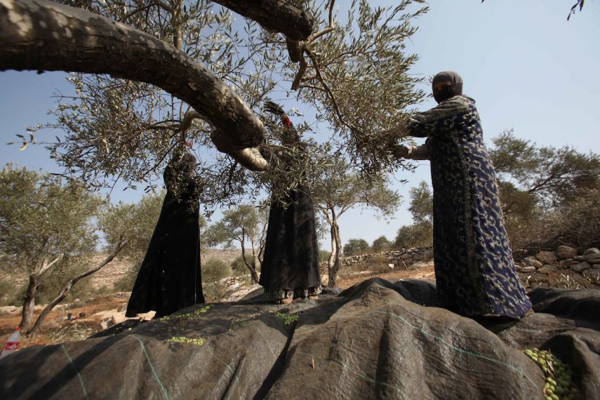 مستوطنون يلوثون حقول الزيتون غرب سلفيت بالمجاري