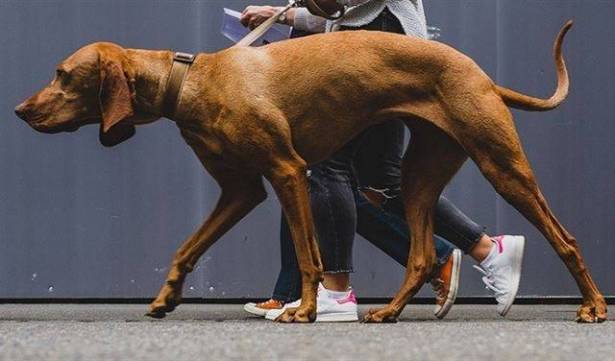 ما علاقة الكلاب الكبيرة بإنقاص الوزن؟