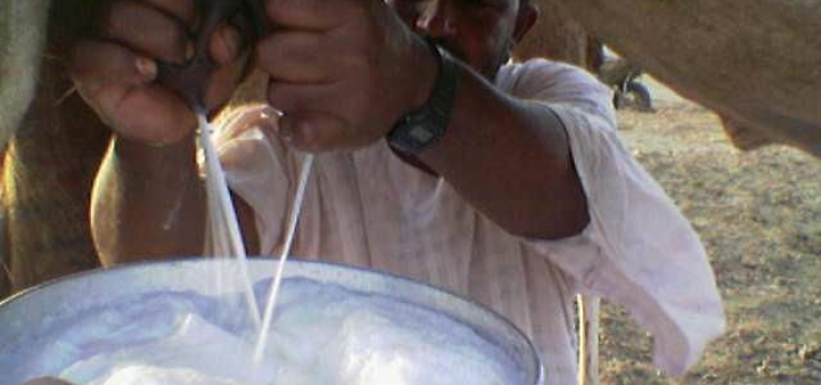 بالفيديو : لماذا أوصانا النبي صلى الله عليه وسلم بشرب ‫‏حليب الناقة؟