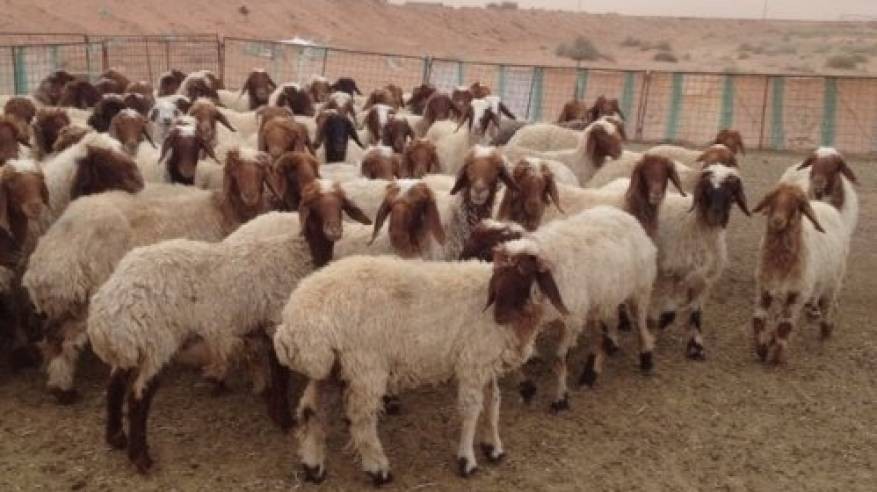 ضبط 94 رأس غنم مصابة بالحمى المالطية في بيت لحم