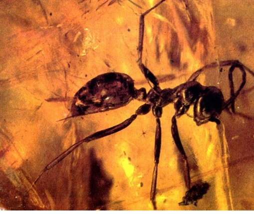 اكتشاف نملة عمرها 99 مليون عام