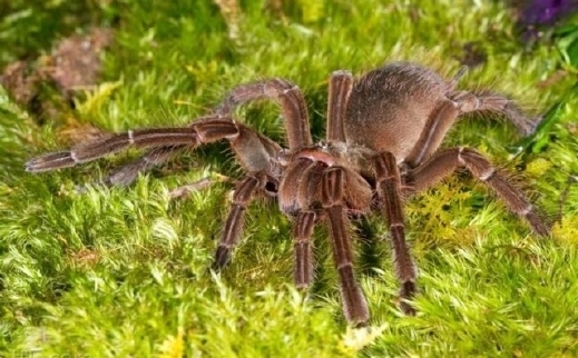 أقوى مسكنات الألم تستخرج من العناكب قريبا