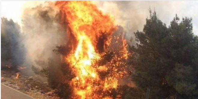 الاحتلال يحرق 10 دونمات من أشجار الزيتون بجنين