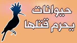 بالفيديو : هذه هي الحيوانات التي حرم الله قتلها