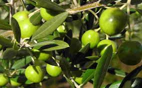 أصناف من أشجار الزيتون قادرة على التكيف مع بكتيريا قاتلة