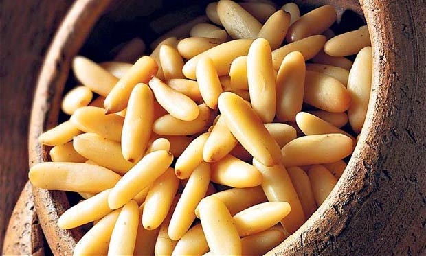 الصنوبر.. الذهب  الابيض