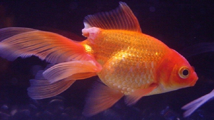 إكتشاف سر تحول بعض الأسماك إلى مخلوقات غير مرئية