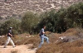 مستوطنون يعتدون على قاطفي الزيتون شرق نابلس