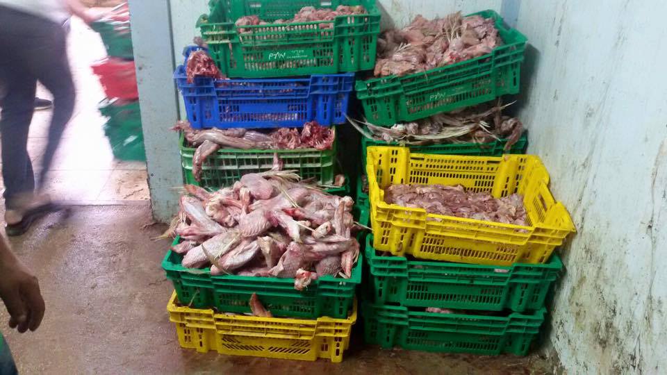 بالصور: ضبط 400 كيلو لحم حبش فاسد في نابلس