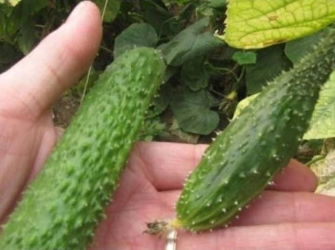 بهذا النبات ... عالج مرض العصر الذي ارهق الملايين !!