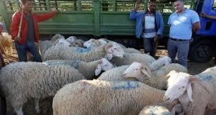 تحذيرات بيطرية في الجزائر من أمصال "إسرائيلية" مسرطنة لتسمين الأضاحي.