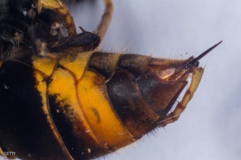 دبور برازيلي لسعته تعالج مرض السرطان.