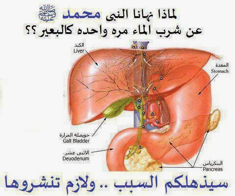 في رحاب الرسول .. لاتشربوا كالبعير