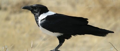 لماذا أرسل الله تعالي " الغراب " تحديداً ليعلم الانسان طريقة الدفن