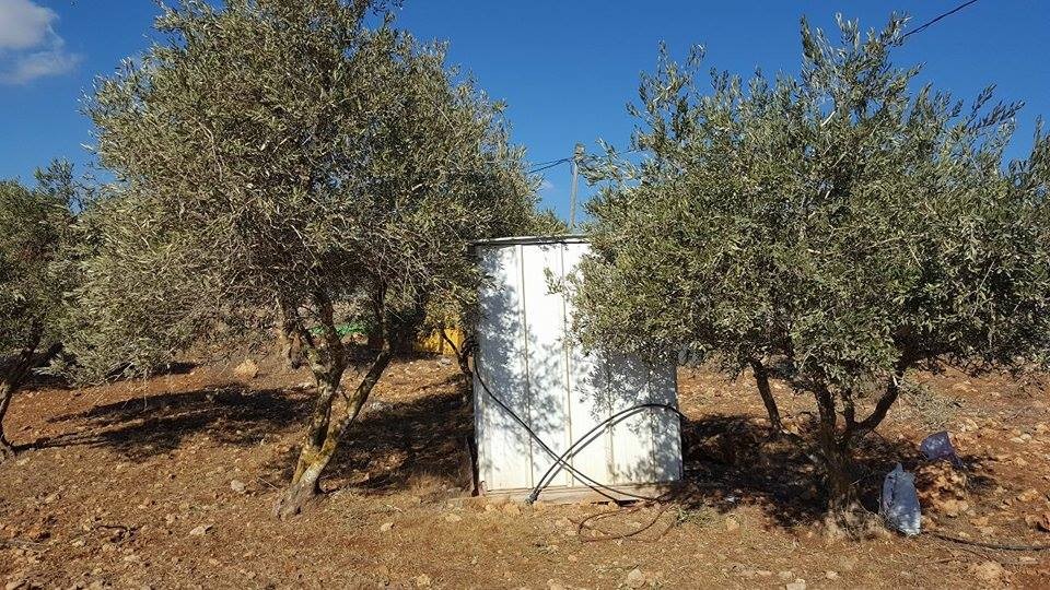 سرقة ثمار زيتون عشرات الحقول في نابلس