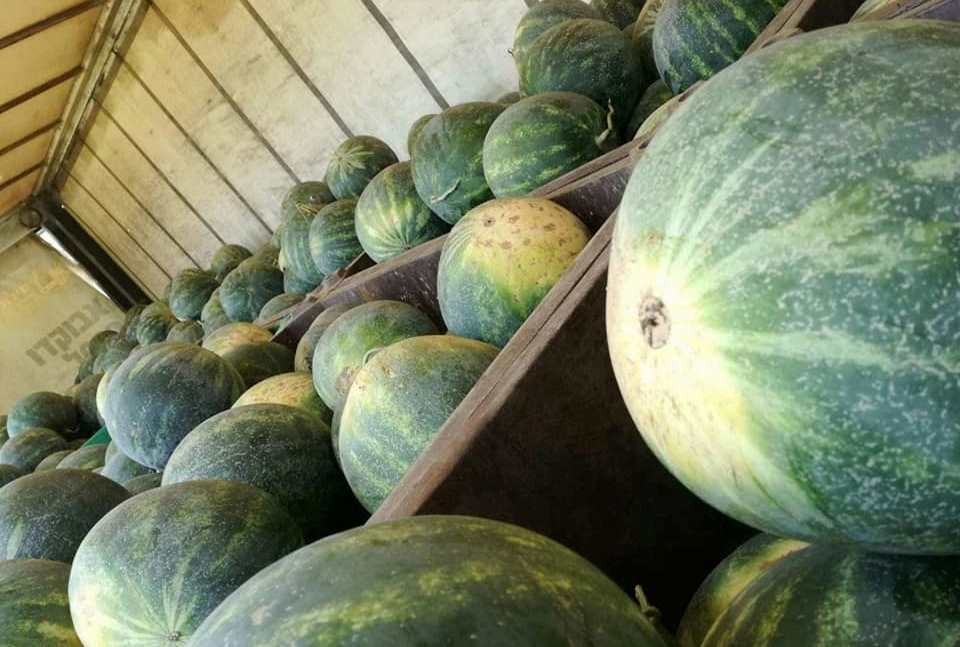 ضبط بطيخ مهرب من إسرائيل إلى جنين