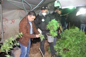 الشرطة تضبط 3500 شتلة مارغوانا شرق الخليل