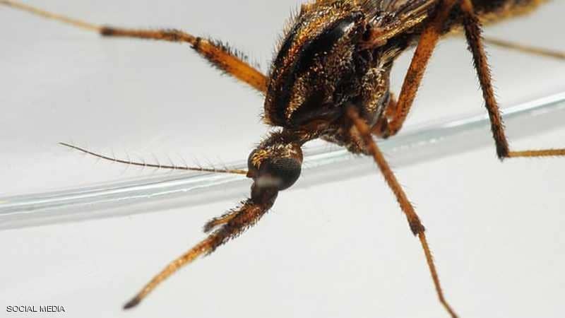 "البعوض العملاق" يرعب ولاية أميركية بعد الإعصار