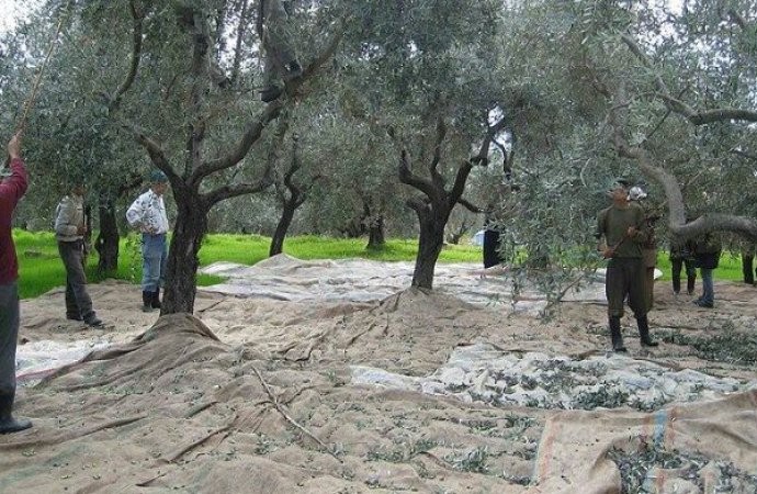 فتح تنظم فعاليةً لقطف ثمار الزيتون في سلفيت