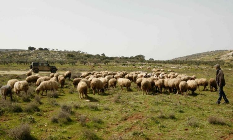 الاحتلال يعتقل راعي أغنام غرب سلفيت