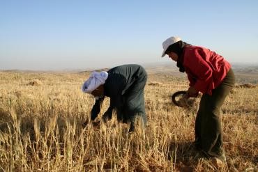 توزيع "12.5" طن من البذار البلدية لـ 47 مزارعاً في مناطق طمون