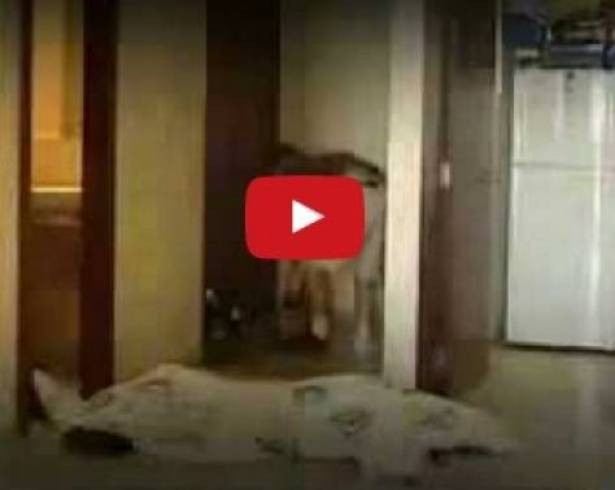 بالفيديو : شاهدوا جريمة قتل سوزان تميم كيف تمت بشكل مروّع!