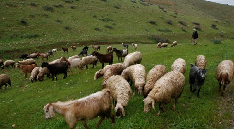 مستوطنون ينصبون خيمة ويرعون أبقارهم في عين الساكوت بالأغوار
