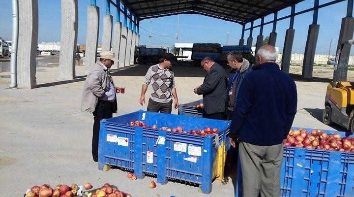 إتلاف تفاح فاسد في معبر كرم أبو سالم