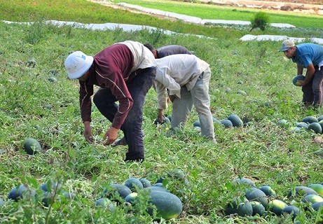 قرار جديد من وزارة الزراعة حول تصاريح الاستيراد للمنتجات