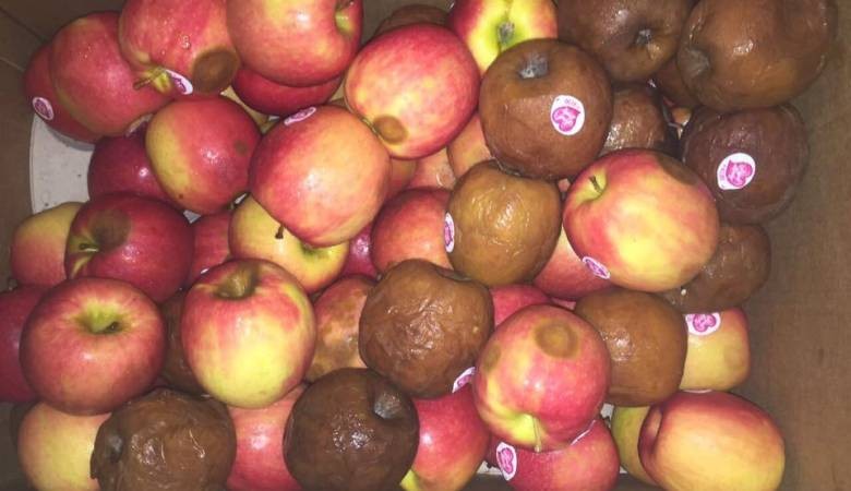  ضبط طن ونصف من التفاح غير الصالح للاستهلاك الآدمي في طولكرم