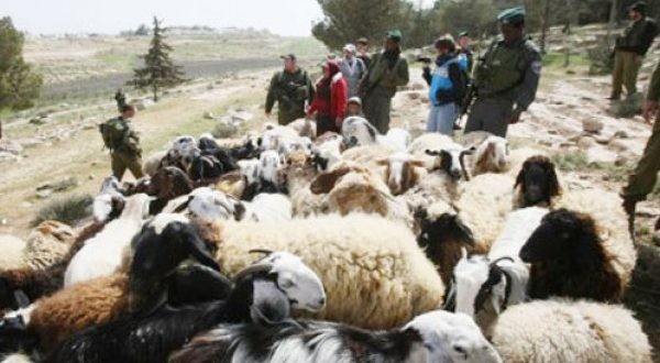 مستوطنون يطاردون رعاة الأغنام في الأغوار الشمالية