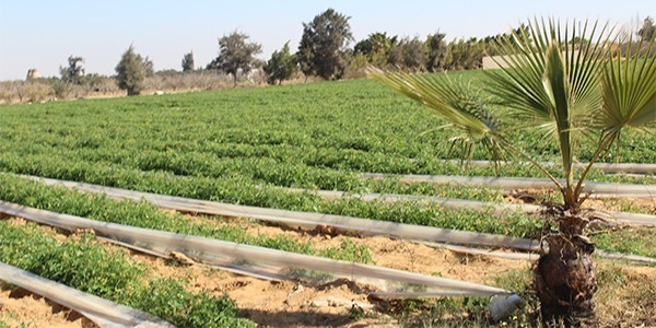 التنمية الزراعية تطلق مشروعاً حول تحسين الأمن الغذائي بغزة 