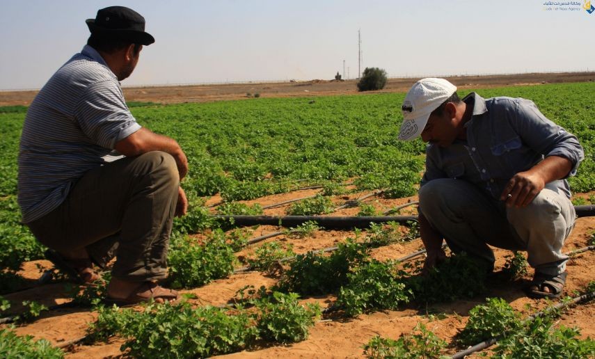 الوحيدي: الاحتلال يرش مبيدات سامة أثناء تواجد المزارعين في أراضيهم