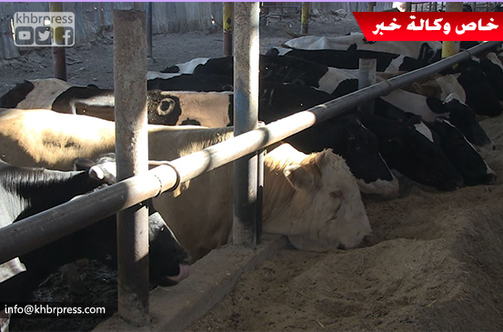 عيد بلا أضاحي