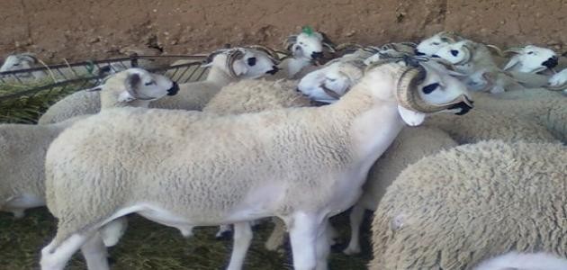 هل يجوز شراء الأضحية بالدين؟.. تعرف على الإجابة