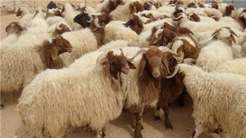 مركز الفلك الدولي يكشف الموعد المتوقع لعيد الأضحى المبارك