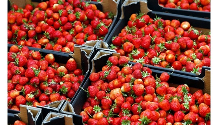 السعودية تقرر عدم استيراد الفراولة من مصر