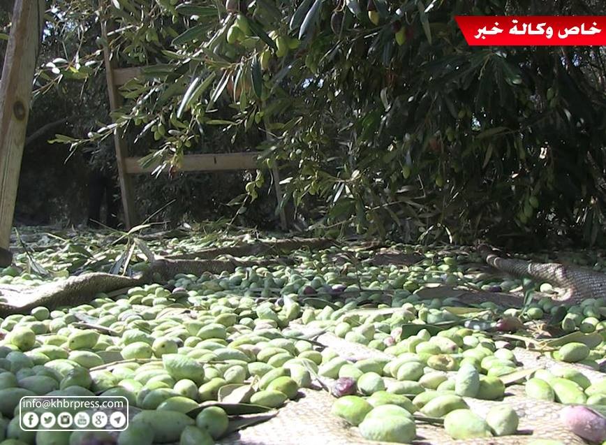 بالفيديو: موسم قطف "الزيتون" عرسٌ كنعانيٌ يُثير حنين الفلسطيني لأرضه