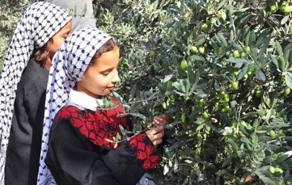 يوم عمل تطوعي لقطف ثمار الزيتون في سلفيت