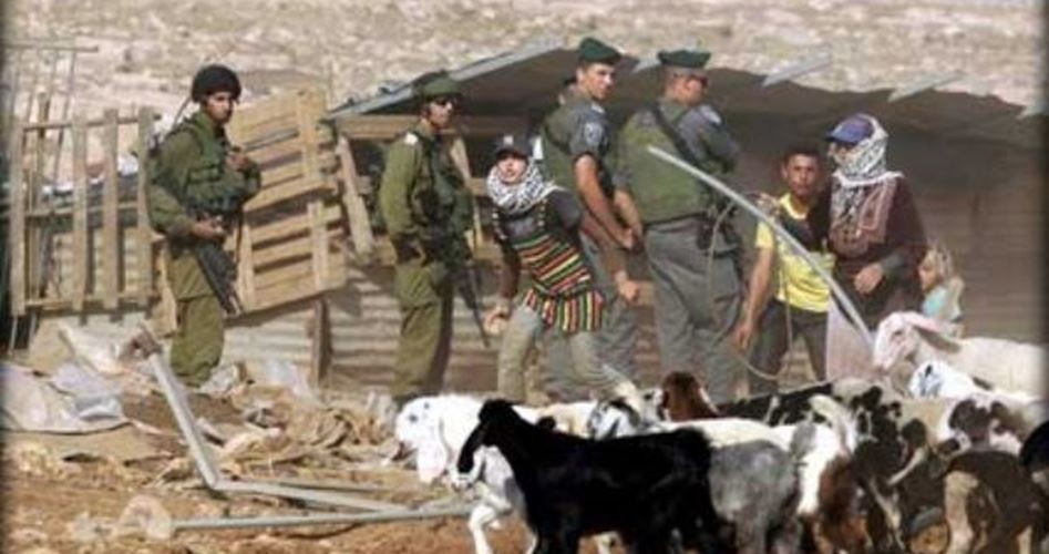 الاحتلال يلاحق رعاة الأغنام في الأغوار الشمالية