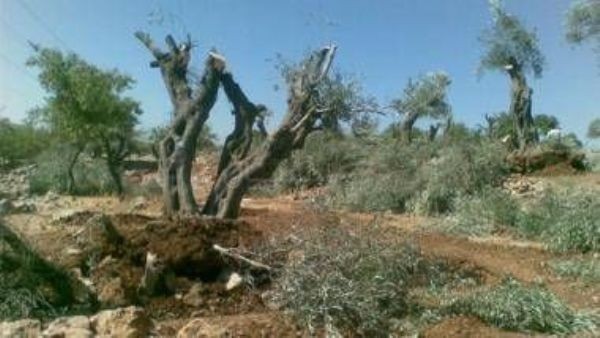 مستوطنون يقطعون 43 شجرة زيتون جنوب نابلس