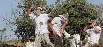 مستوطنون يسرقون ثمار الزيتون في سبسطية