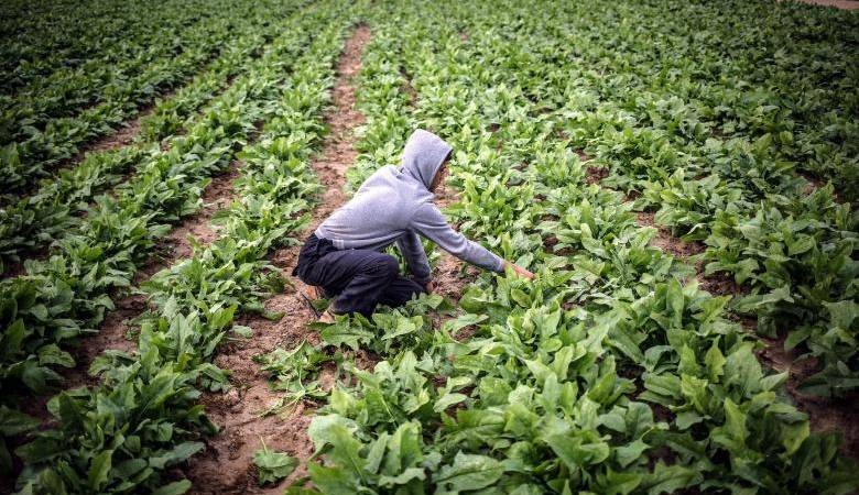 الرياح الشديدة تدمر مئات الدونمات الزراعة في نابلس