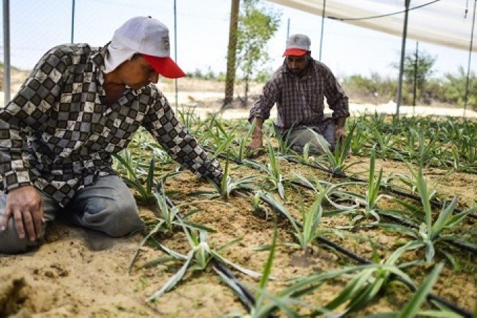 العمصي: الاحتلال يهدف لضرب الإنتاج الزراعي في غزّة