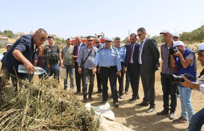 شرطة ونيابة الخليل تتلف 14 ألف شتلة قنب هندي مخدر