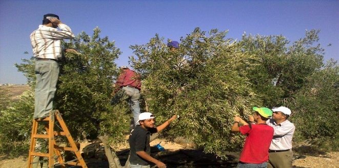 لقطف ثمار الزيتون