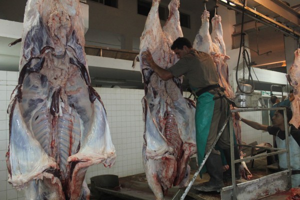 دائرة البيطرة في بلدية غزة تشرف على ذبح (650) رأسٍ من الماشية